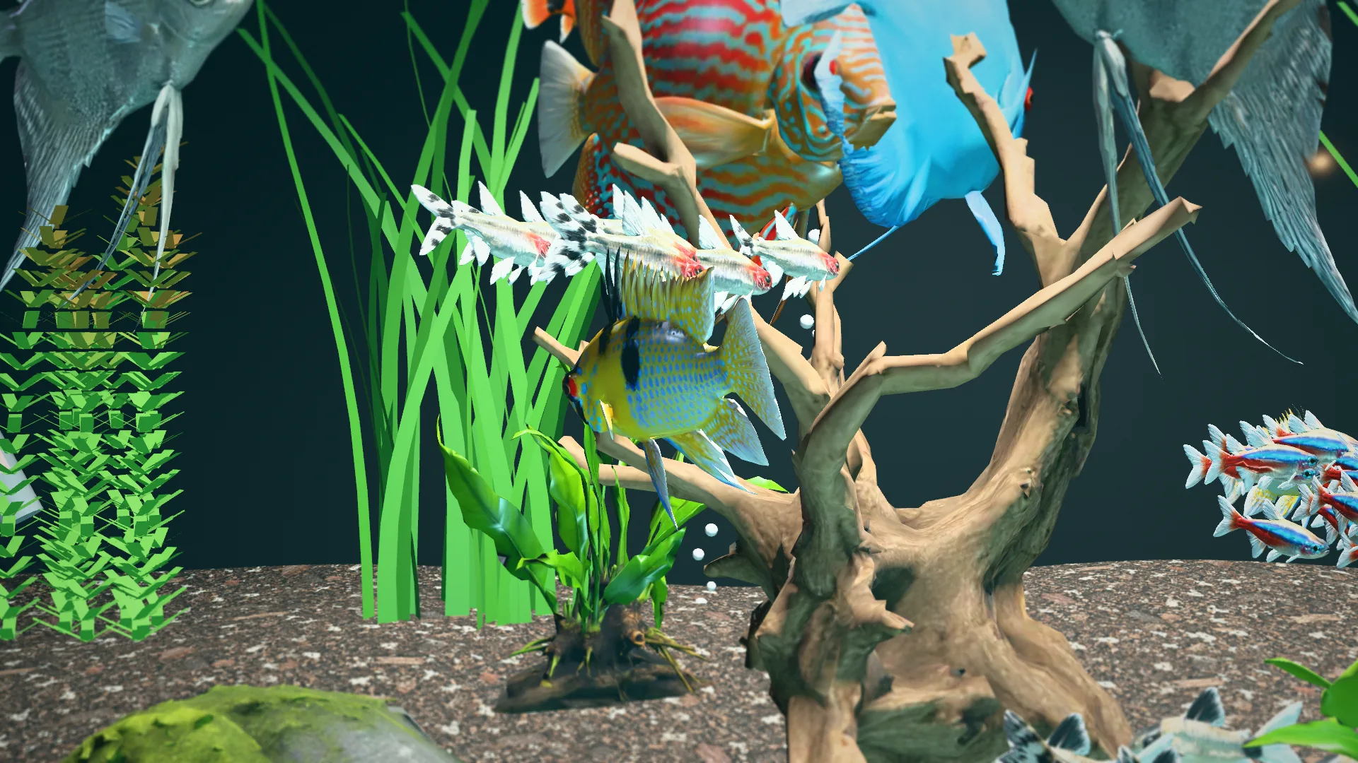 Gazing at fish up close