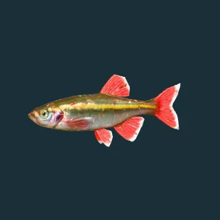 White Cloud Minnow (in-game 3D model)