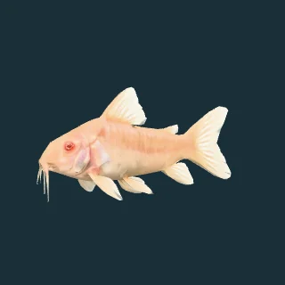 Albino Cory (in-game 3D model)