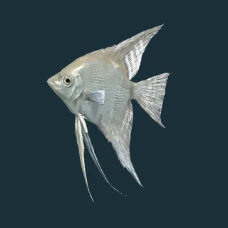 Angelfish (in-game 3D model)