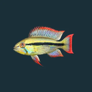 Apistogramma agassizii (in-game 3D model)
