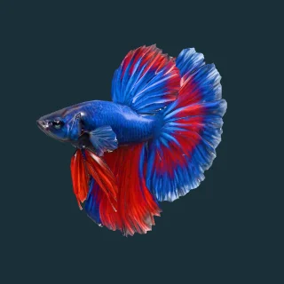 Betta (Halfmoon) (in-game 3D model)