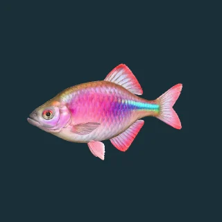 Japanese rosy bitterling (in-game 3D model)