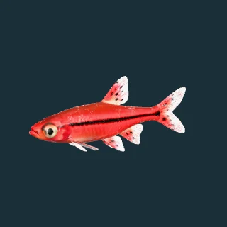 Boraras brigittae (in-game 3D model)