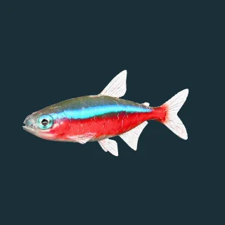 Cardinal Tetra (in-game 3D model)
