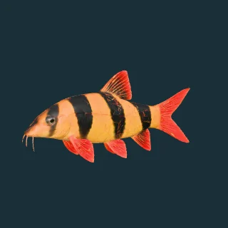 Clown Loach (in-game 3D model)