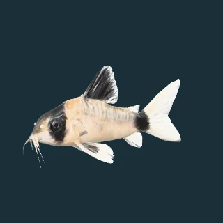 Panda Cory (in-game 3D model)