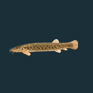 Weather loach (in-game 3D model)