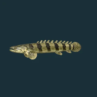 Saddled Bichir (Polypterus endlicheri) (in-game 3D model)