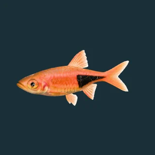 Rasbora espei (in-game 3D model)