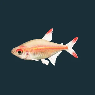 Glowlight tetra (in-game 3D model)