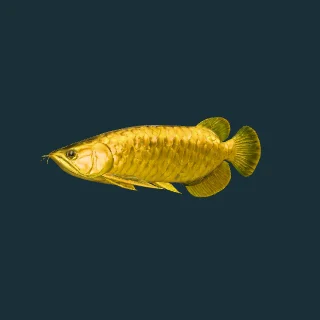 Asian Arowana (Crossback Golden) (in-game 3D model)