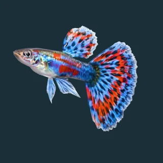 Guppy (in-game 3D model)