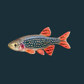 Celestial Pearl Danio (in-game 3D model)