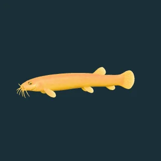 Golden weather loach (in-game 3D model)