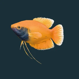Honey Gourami (in-game 3D model)