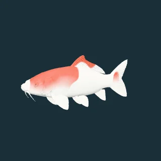 Nishikigoi (koi) (in-game 3D model)