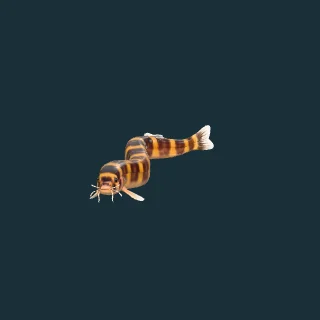 Kuhli Loach (in-game 3D model)