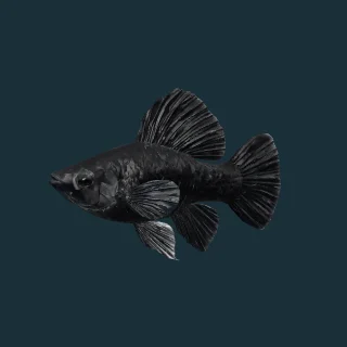 Black Molly (in-game 3D model)