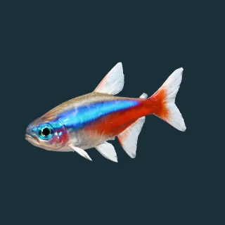 Neon Tetra (in-game 3D model)