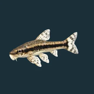 Otocinclus (in-game 3D model)