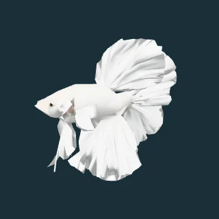 Platinum White Betta (in-game 3D model)