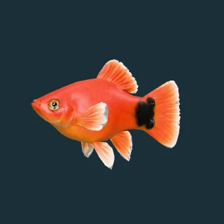 Red Mickey Mouse Platy (in-game 3D model)
