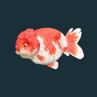 Ranchu (in-game 3D model)