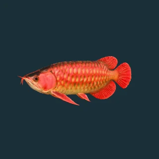 Asian Arowana (Super Red) (in-game 3D model)