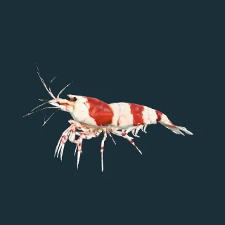 Crystal Red Shrimp (in-game 3D model)
