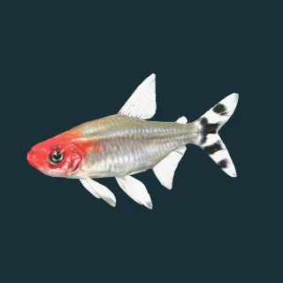Rummy-nose Tetra (in-game 3D model)