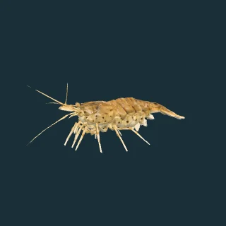 Cherry Shrimp (in-game 3D model)
