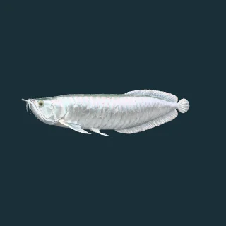 Silver Arowana (in-game 3D model)