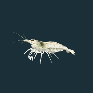 Amano shrimp (in-game 3D model)